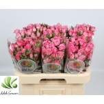 Kobarroos 60cm Nathalie