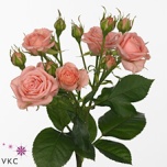 Kobarroos 50cm Odilia