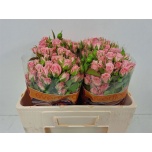 Kobarroos 50cm Odilia