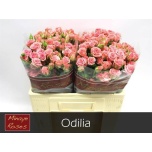 Kobarroos 50cm Odilia