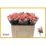 Kobarroos 50cm Odilia