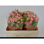 Kobarroos 50cm Odilia