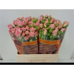 Kobarroos 60cm Odilia
