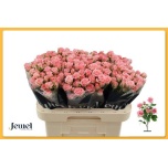 Kobarroos 60cm Odilia