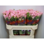 Kobarroos 70cm Odilia