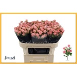 Kobarroos 70cm Odilia