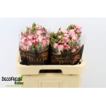 Kobarroos 60cm Reflex