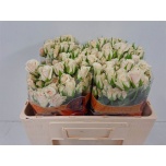 Kobarroos 50cm Royal Porcelina