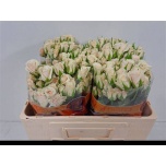 Kobarroos 50cm Royal Porcelina