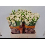 Kobarroos 60cm Royal Porcelina
