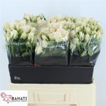 Kobarroos 60cm Royal Porcelina