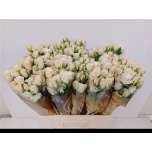 Kobarroos 60cm Royal Porcelina