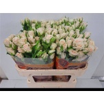 Kobarroos 70cm Royal Porcelina