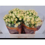 Kobarroos 60cm Salinero