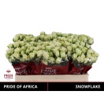 Kobarroos 50cm Snowflake