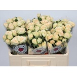 Kobarroos 50cm Summerrose