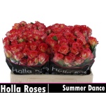 Kobarroos 50cm Summer Dance