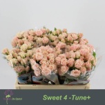 Kobarroos 50cm Sweet 4 Tune