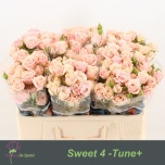 Kobarroos 50cm Sweet 4 Tune