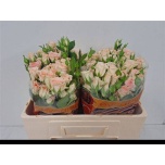 Kobarroos 50cm Sweet Sara