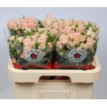 Kobarroos 60cm Sweet Sara