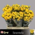 Kobarroos 40cm Tarantella