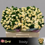 Kobarroos 50cm Trinity