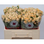 Kobarroos 50cm Trinity