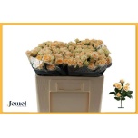 Kobarroos 50cm Trinity