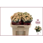 Kobarroos 60cm Trinity