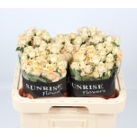 Kobarroos 60cm Trinity