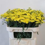 Achillea Raudrohi 70cm Moonshine