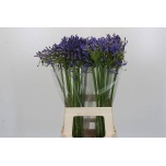 Agapanthus Lembeliilia Blue Heaven 70cm