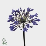 Agapanthus Lembeliilia Intermedius 70cm