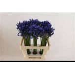 Agapanthus Lembeliilia Uri 60cm
