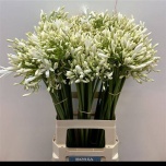 Agapanthus Lembeliilia 70cm White Heaven