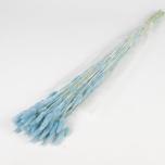 Dried Lagurus Light Blue 50g/70cm (pk)