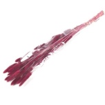 Dried Lagurus Bordeaux (50g) 70cm (pk)