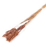 Dried Lagurus Brown (50g) 70cm (pk)