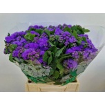 Ageratum blue horizon 45cm