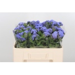 Ageratum Päsmaslill 50cm