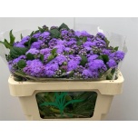 Ageratum Päsmaslill Blue 50cm