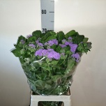 Ageratum Päsmaslill Blue Planet 70cm