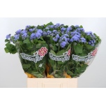 Ageratum Päsmaslill 70cm Blue/Sinine