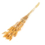 Dried Lagurus Orange (50g) 70cm (pk)