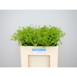 Alchemilla Kortsleht 50cm