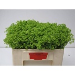 Alchemilla Kortsleht 50cm