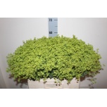 Alchemilla Kortsleht 55cm