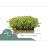 Alchemilla Kortsleht 55cm