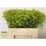 Alchemilla Kortsleht 55cm